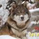 Image for article titled Why Everything You Know About Wolf Packs Is Wrong
